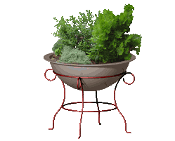 PLANTERS PYTHIA